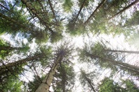 Høje træer set i frøperspektiv.